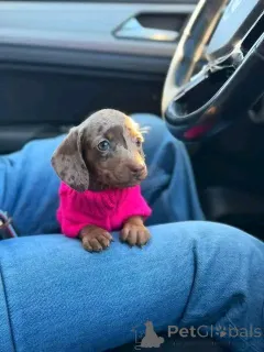 Фото №3. Таксы, приученные к туалету.  США