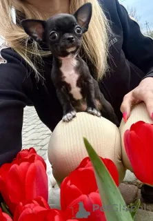 Дополнительные фото: Чихуахуа