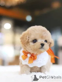 Фото №3. Дом декана Джанет Кей.  США