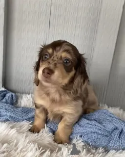 Дополнительные фото: * Щенки такса, игривые и верные спутники * щенки такшвы известны своими