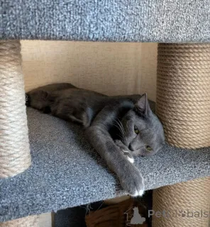 Дополнительные фото: Котёнок Томас ищет дом!