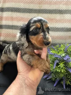 Дополнительные фото: Urocze szczenięta jamnika do adopcji