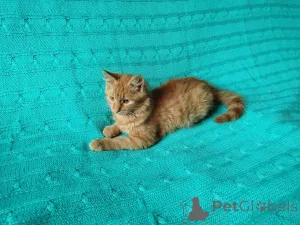 Дополнительные фото: Рыжий, честный, влюбленный Лион