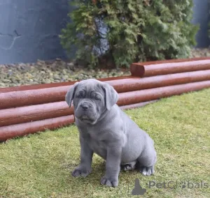 Фото №3. Ваш король верности.  Финляндия