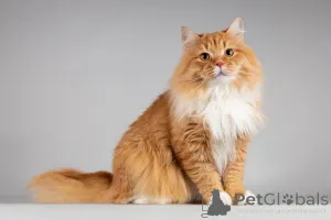 Фото №1.  - купить в Химки за Бесплатно. Объявление №165911