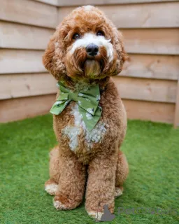 Фото №1. лабрадудль - купить в БЕРОМУНстер за 78852₽. Объявление №157668