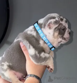 Фото №2 к объявлению №167820 о продаже  - купить в Бельгии из питомника