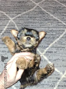 Дополнительные фото: Чистокровные щенки Йоркширского Терьера