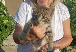 Фото №2 к объявлению №148696 о продаже шотландская вислоухая (скоттиш фолд) - купить в США 