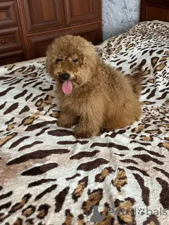Фото №1. пудель (той) - купить в Киеве за 111320₽. Объявление №157862
