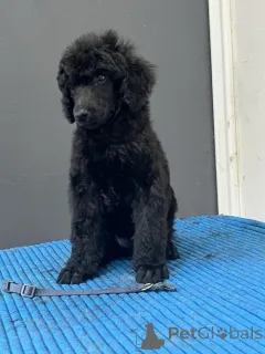 Дополнительные фото: Стандартный пудель