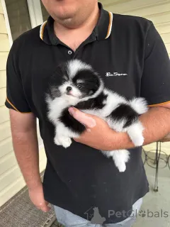 Фото №1. померанский шпиц - купить в Варшаве за договорная. Объявление №163386