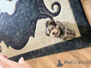 Фото №4. Продажа йоркширского терьера в Тбилиси частное объявление - цена 49283₽