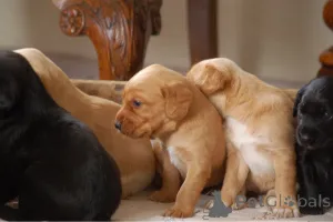 Фото №2 к объявлению №159425 о продаже английского кокер-спаниеля - купить в Бельгии 