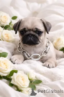 Фото №1. мопс - купить в Днипро за 46384₽. Объявление №165045