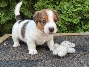 Дополнительные фото: Щенки Джек Рассел Терьер