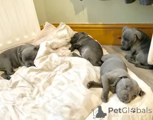 Дополнительные фото: Стаффордширский бультерьер.