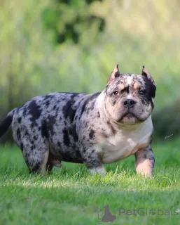 Фото №1. американский булли - купить в Аугсбург за 92674₽. Объявление №147471