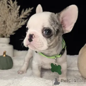 Фото №4. Продажа французского бульдога в Беда частное объявление - цена договорная