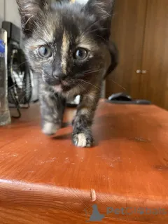 Дополнительные фото: Чудесный котенок 2 месяца в добрые руки.