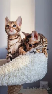 Фото №1. бенгальская - купить в Linköping за 69575₽. Объявление №153204