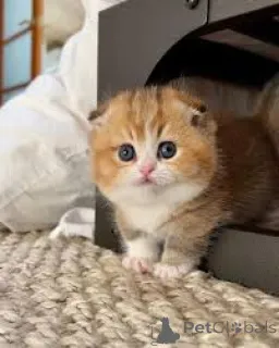 Фото №2 к объявлению №160776 о продаже манчкин - купить в Нидерландах заводчик