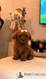 Фото №1. пудель (той) - купить в Младеновак за договорная. Объявление №161479