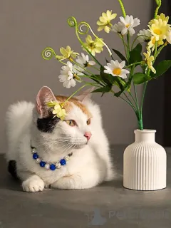 Фото №1.  - купить в Москова за Бесплатно. Объявление №155866