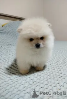 Фото №3. Красивые медведи Бо.  Сербия