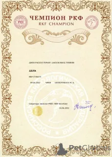 Дополнительные фото: Щенок Джек Рассел Терьер от Чемпионов c родословной