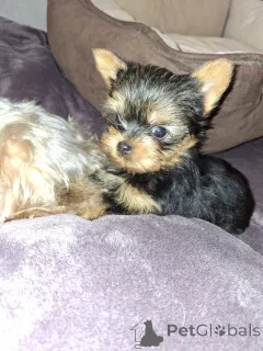 Фото №4. Продажа бивер-йоркширского терьера, йоркширского терьера в Вильнюсе частное объявление, из питомника, заводчик - цена 41745₽