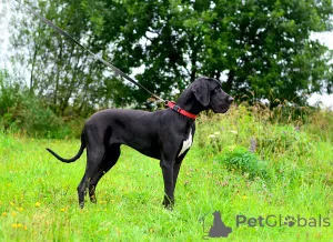 Дополнительные фото: Щенки немецкого дога.