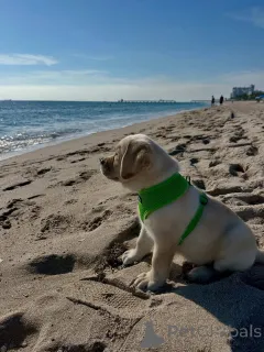 Фото №2 к объявлению №164564 о продаже лабрадор-ретривера - купить в Финляндии заводчик