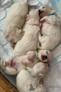 Фото №1. беспородная - купить в Кендалл за 25163₽. Объявление №155660