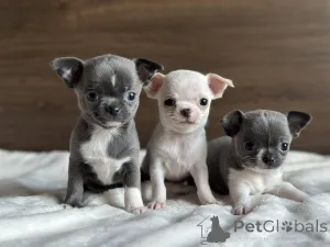 Фото №1. чихуахуа - купить в Мюнхене за договорная. Объявление №164566