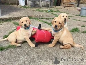 Фото №3. Лабрадор-Welpen ab sofort für neue familie verfügbar.  Германия