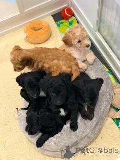 Фото №3. Loodlepoo Puppies..whatsapp me at 44 7453 907158.  Нидерланды