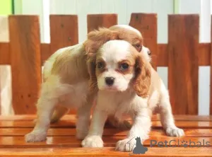 Фото №1. кинг-чарльз-спаниель - купить в Арнсберг за договорная. Объявление №162212