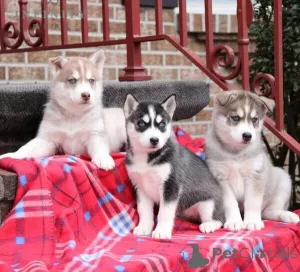 Фото №1. сибирский хаски - купить в Halle (Saale) за 46384₽. Объявление №149699