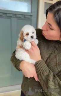 Фото №1. кавалер-кинг-чарльз-спаниель - купить в Măgurele за договорная. Объявление №165233