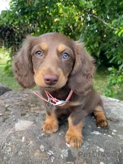 Фото №4. Продажа таксу в Валмадонна заводчик - цена договорная