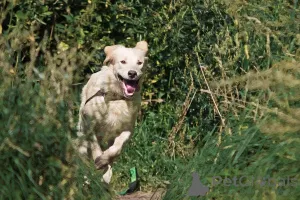 Дополнительные фото: Ищет дом чудесный пес Арни.