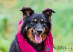 Фото №1. беспородная - купить в Москве реке за Бесплатно. Объявление №156498