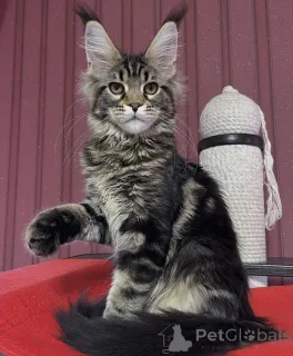 Дополнительные фото: Мейн-КунKätzchen