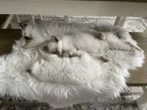 Фото №3. Chatons Birmans Sacrés à vendre. Бельгия