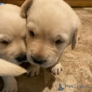 Фото №1. лабрадор-ретривер - купить в Кальво за договорная. Объявление №162466