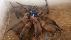 Дополнительные фото: Высококачественные бельгийские щенки малинои