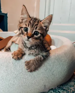 Фото №1. бенгальская - купить в Новая береза за 36469₽. Объявление №151217