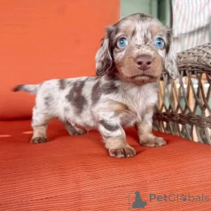 Фото №3. У нас есть эти малыши, они ищут новые дома. Они проверены ветеринаром, прививки.  США