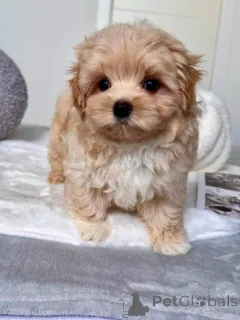 Фото №1. мальтипу - купить в Айола за 32468₽. Объявление №145972